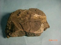 藏品(海螵蛸)的圖片